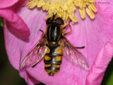 Helophilus sp. - Flower Fly A4.jpg