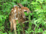 White-tailed Deer fawn 3a.jpg