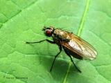 Anthiomyiidae - Root Maggot Fly B1.jpg
