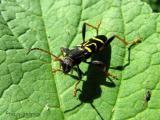 Clytus ruricola 6.jpg