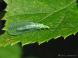 Chrysopa chi - Green Lacewing B4.jpg