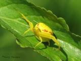 Misumena vatia - Goldenrod Spider 2.jpg