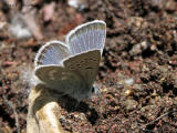 Plebejus icarioides - Icarioides Blue 3.jpg