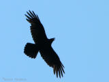 Common Raven in flight 1a.jpg