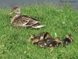 Mallard hen and chicks 1.jpg