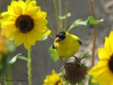 American Goldfinch 1.jpg