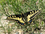 Papilio machaon dodi - Old World Swallowtail 3.jpg