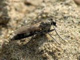 Stichopogon trifasciatus - Three-banded Robber Fly 1.jpg