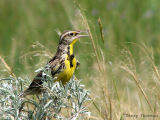 Western Meadowlark 12.jpg