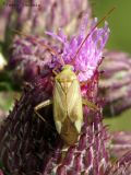 Adelphocoris lineolatus - Plant Bug A3.jpg