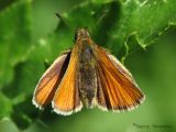 Thymelicus lineola - European Skipper 2.jpg
