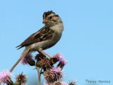 Clay-colored Sparrow 1.jpg