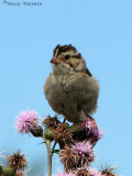 Clay-colored Sparrow 3.jpg