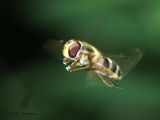  Epistrophe grossulariae - Hover Fly - The approach