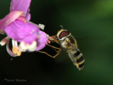 Epistrophe grossulariae - Flower Fly - Touchdown