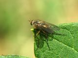 Long-legged Flies - Dolichopodidae