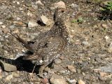 Spruce Grouse hen 1.jpg