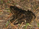 Spotted Frog 1.jpg