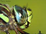 Dragonflies and Damselflies - Odonata