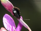 Irbisia fuscepubescens - Plant Bug 1.jpg