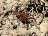 Callobius nomeus - Amaurobiid Spider A4.jpg