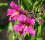 Mimulus lewisii - Red Monkey Flower 2.jpg