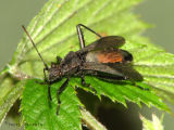 Alydus sp.  - Broad-headed Bug A1.jpg