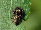 Eris militaris - Jumping Spider 3.jpg