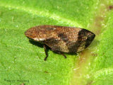 Lepyronia quadrangularis - Diamond-backed Spittlebug 1.jpg