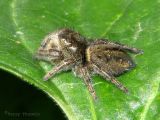 Phidippus sp. - Jumping Spider A1.jpg