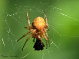 Araneus sp. B1.jpg