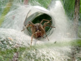 Agelenopsis utahana - Funnel-weaver Spider female 2.jpg