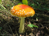 Amanita muscaria - Fly Agaric 2.jpg