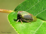 Ceresa basalis - Treehopper A1.jpg