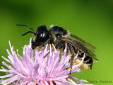 Megachile sp. - Leaf-cutter Bee A1.jpg