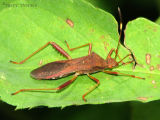 Megalotomus quinquespinosus - Broad-headed Bug 5.jpg