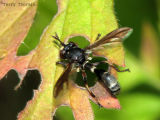 Thick-headed Flies - Conopidae