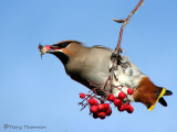 Bohemian Waxwing 1a.jpg