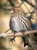 Pine Siskin 7b.jpg