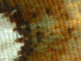 Butterfly Wing 2b.jpg
