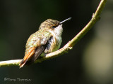 Scintillant Hummingbird female 1a - Sav.jpg