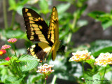 Papilio thoas in flight 1a - SV.jpg