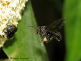 Stingless bee in flight B2a - RN.jpg