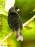 Variable Seedeater 5a - LS.jpg