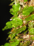 Ferns??  on tree trunk 1 - LS.JPG