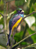 Black-throated Trogon 2a - SV.jpg