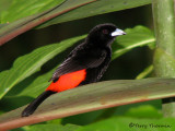 Passerinis Tanager 2a - SV.jpg