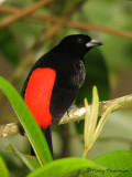 Passerinis Tanager 3a - SV.jpg