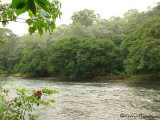 Sarapiqui River 1 - SV.JPG