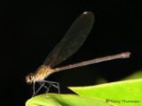 Damselfly B2a - SV.jpg